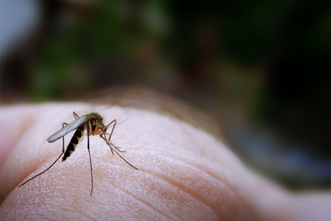 Як швидко вилікувати комарині укуси?